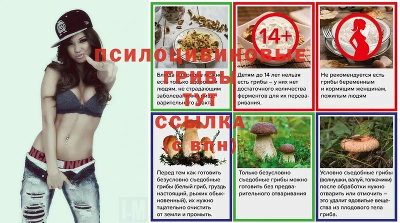 где купить   Кропоткин  Галлюциногенные грибы Psilocybine cubensis 